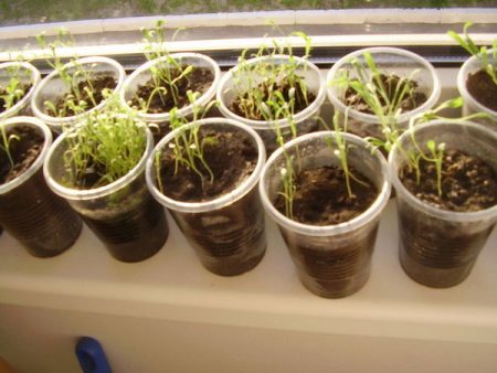 matiola seedlings