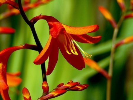 Crocosmia: planting and care in the open ground, photo