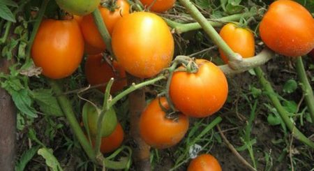 ¿Qué variedades de tomate fructíferas?