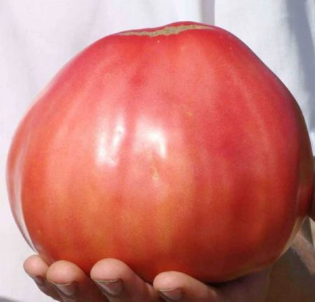 Tomato Cowhide
