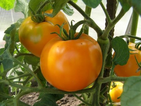 Tomat Persimmon: karakteristisk