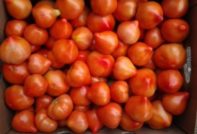 ביקורות עגבניות פרימה דונה