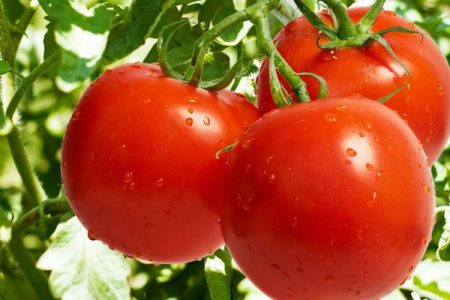 What varieties of tomato fruitful for open ground