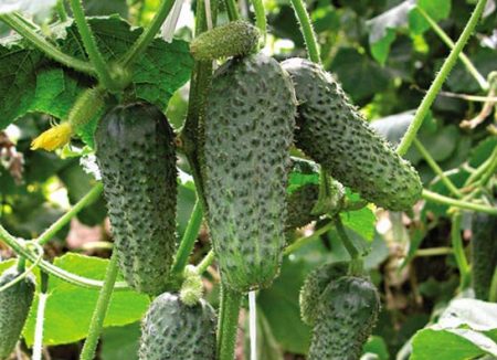 the most productive cucumbers for open ground