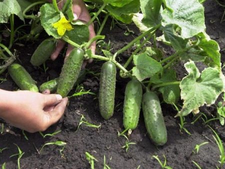 Favorable days for planting cucumbers
