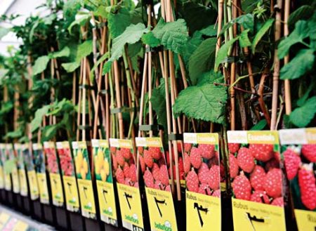 Where to buy seedlings of fruit bushes