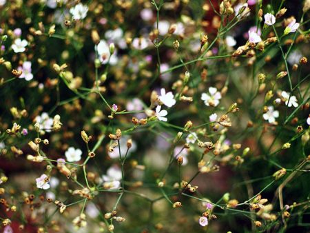 Gypsophila, planting and care in the open ground