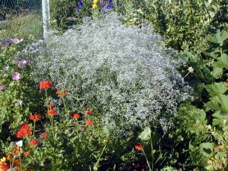 Gypsophila, planting and care in the open ground, photo