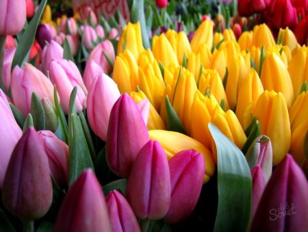 Cómo mantener frescos los tulipanes