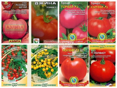 Quelles tomates sont les mieux plantées