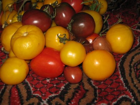 Apa tomato yang terbaik ditanam di pinggir bandar