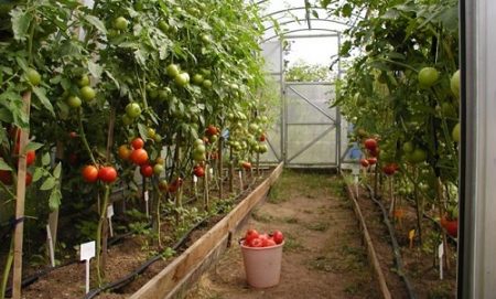 Какви домати да засадите в оранжерия от поликарбонат
