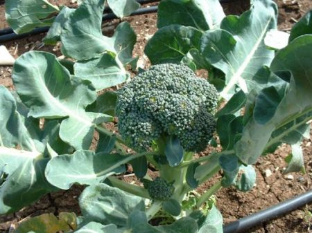Brokolice, odrůdy a hybridy, recenze