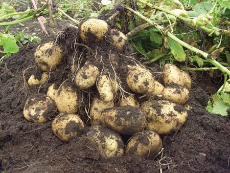 När man planterar potatis