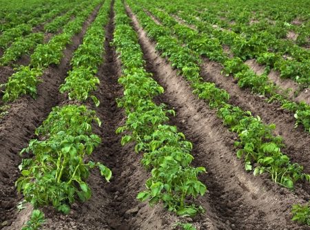 When to plant potatoes in 2016