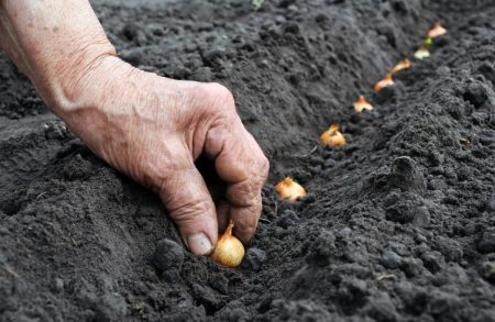 Când să plantăm semințe de ceapă în pământ deschis 2017