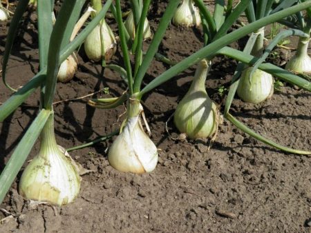 When to plant onion sets in open ground