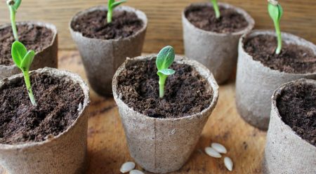 Plantar pepinos en plántulas