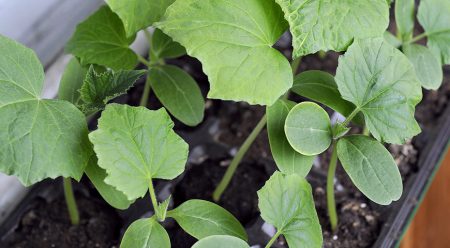 Plantera gurkor för plantor 2016 enligt månkalendern