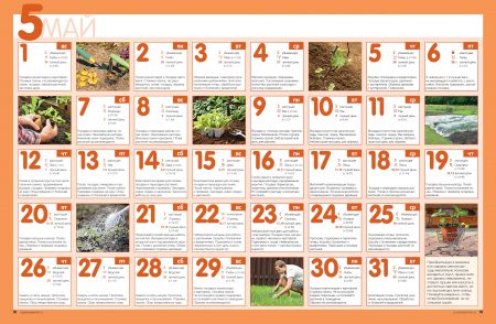 Plantar pepinos para plántulas en 2016 según el calendario lunar