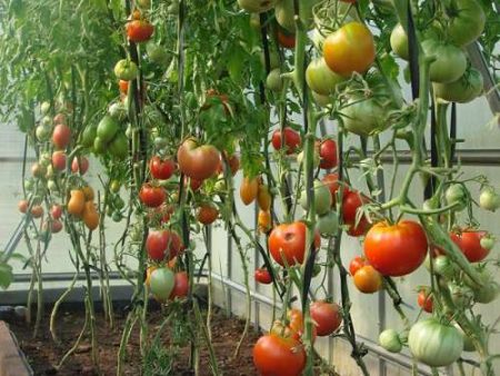 odling av tomater i ett växthus