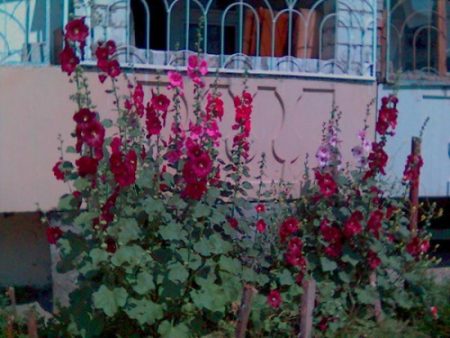 pestovanie stoniek ruží