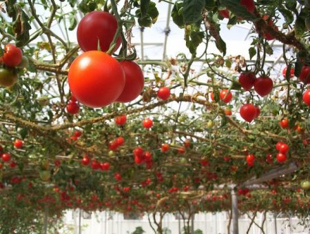 ما الطماطم لزرع في الدفيئة