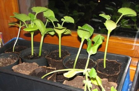 när man planterar zucchini för plantor