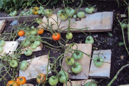 Mongolian dwarf tomatoes