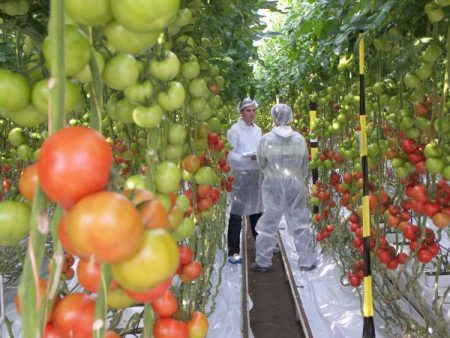 odrůdy rajčat do skleníku