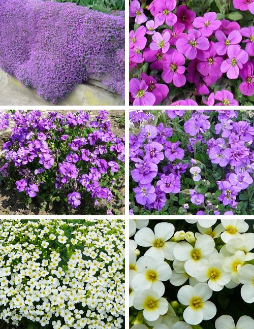 Aubrieta: growing from seeds when to plant