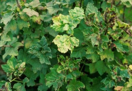 Currant aphids: a way to fight