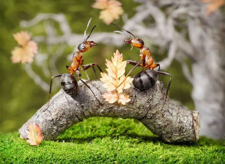 Hoe om te gaan met mieren in de tuin