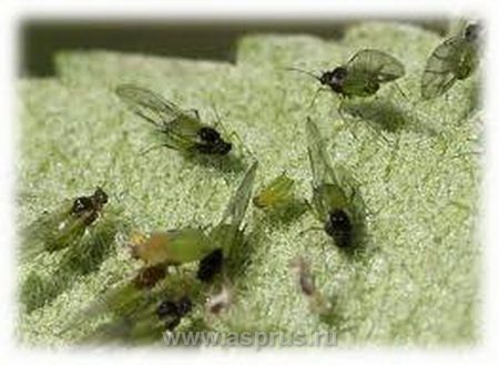 Aphids how to fight