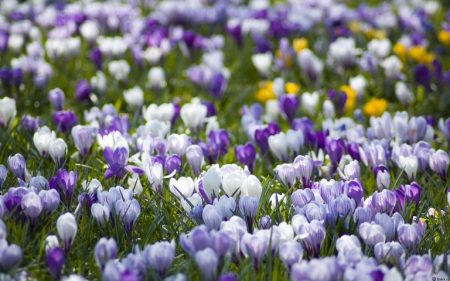 Crocuses: planting and care