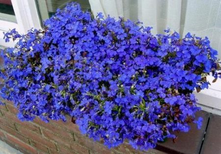 Lobelia: growing from seeds when to plant