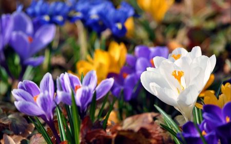 Crocuses: planting and care in the open ground