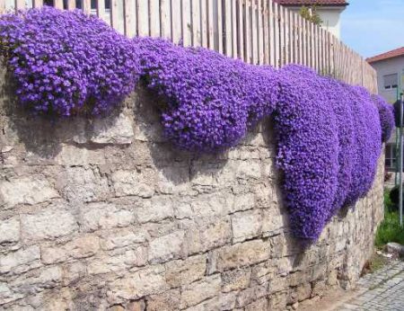 Aubrieta: growing from seeds when to plant