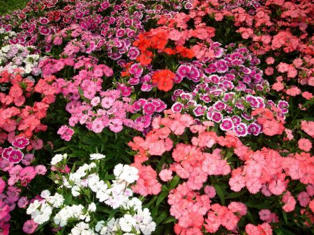 Carnation Turkish garden perennial: planting