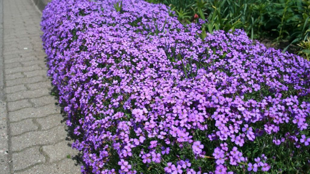 Aubrieta: growing from seeds at home