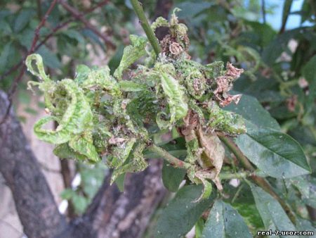 How to deal with aphids on fruit