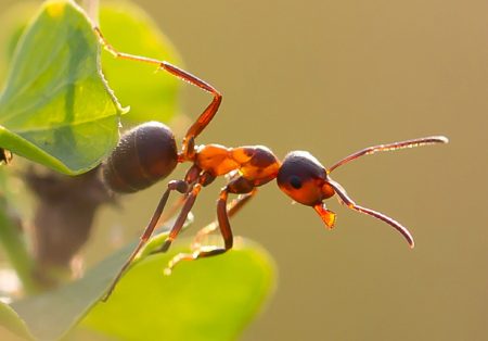 Как да се справим с мравки в градината
