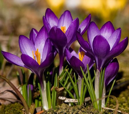 Crocuses: planting and care in the open ground, photo