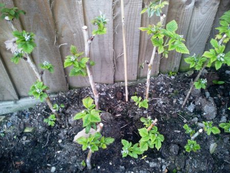 Raspberry tree: planting and care