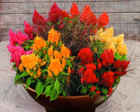 Celosia: planting from seeds when to plant