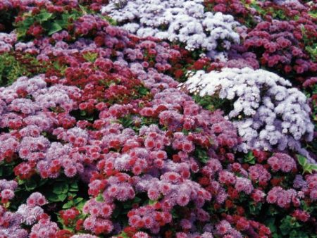 Ageratum: seed cultivation