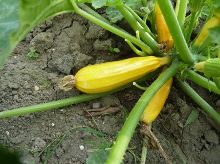 Växande zucchini i det öppna fältet