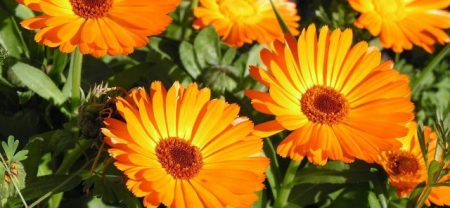 Calendula: growing from seeds when to plant