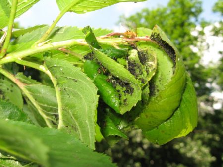 Fighting aphids on fruit