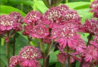 astrantia outdoor planting and care